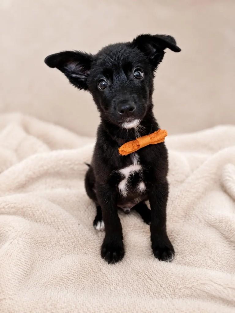 Timóteo, cachorro de porte pequeno para adoção em Timóteo - MG