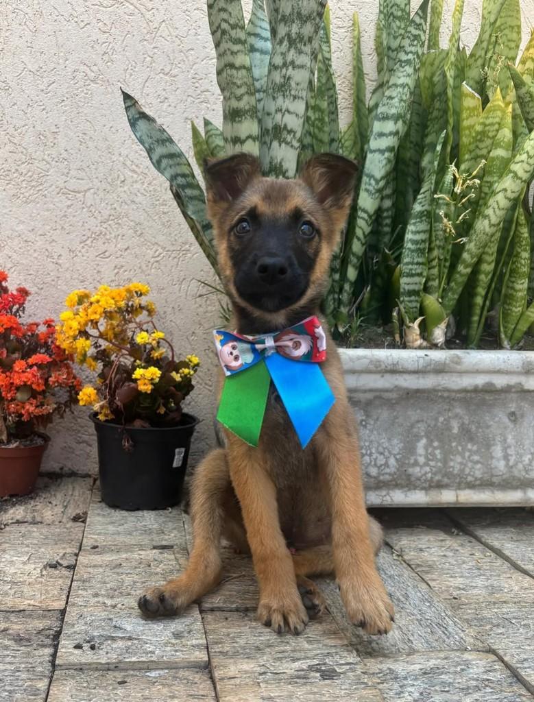 Ludovico, cachorro de porte médio para adoção em Poços de Caldas - MG