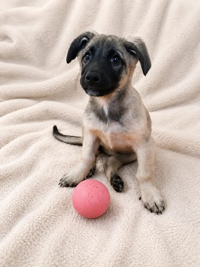 Aninha, cachorro de porte médio para adoção em Poços de Caldas - MG