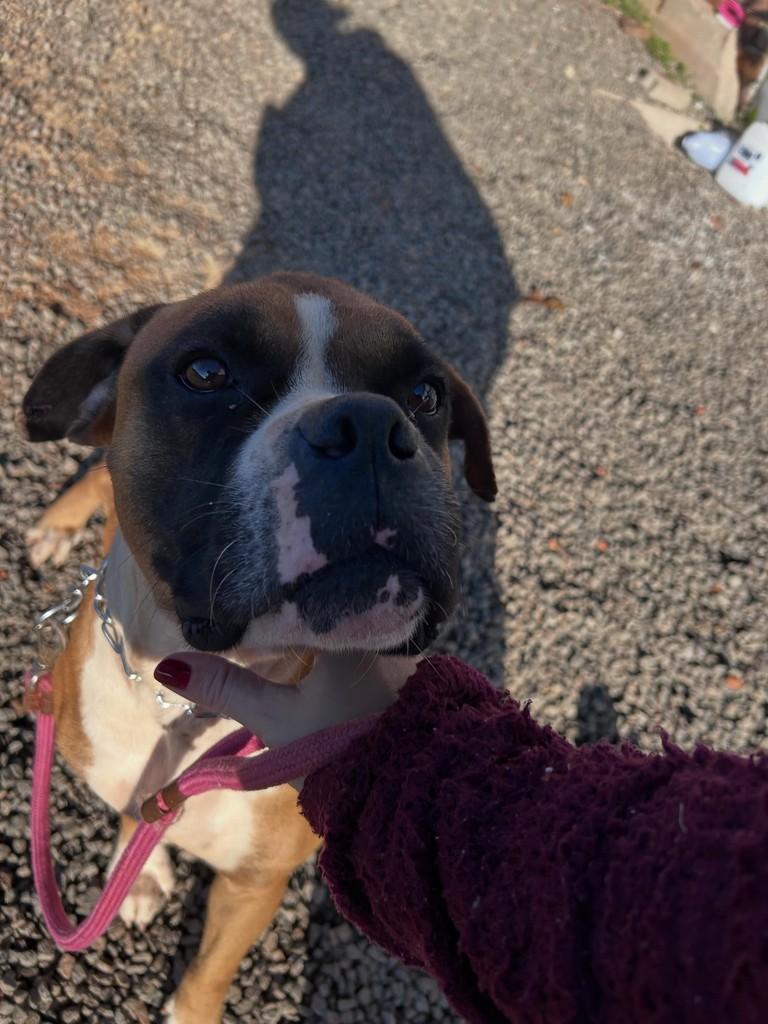 Boris, cachorro de porte médio para adoção em Vila Lângaro - RS