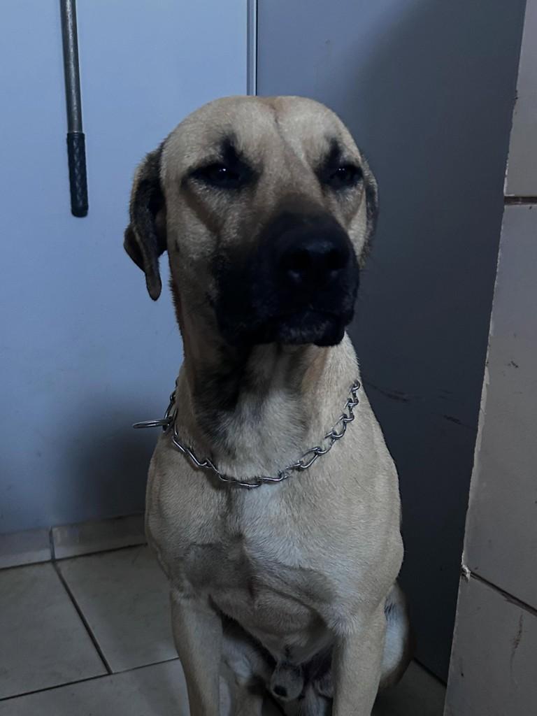 Grandão, cachorro de porte grande para adoção em Vila Lângaro - RS