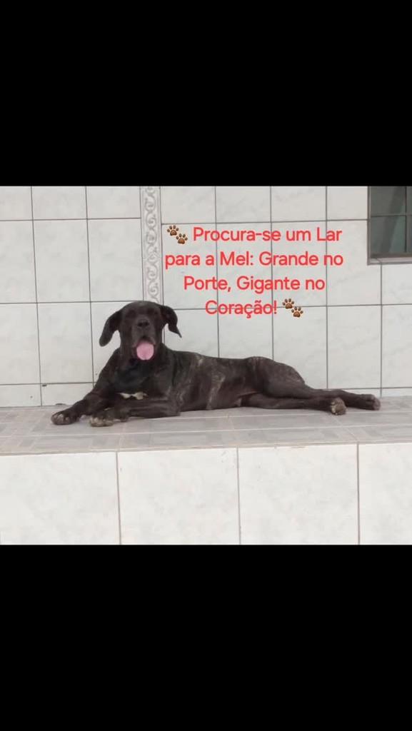 Mel, cadela de porte grande para adoção em Areado - MG