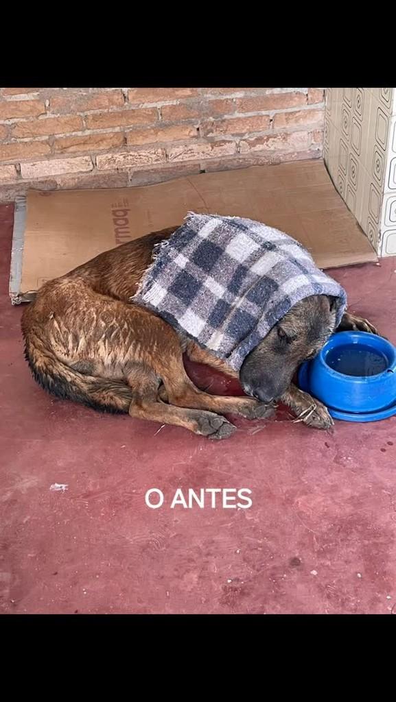 Bonitão de Pastor Alemão, cachorro de porte grande para adoção em Areado - MG