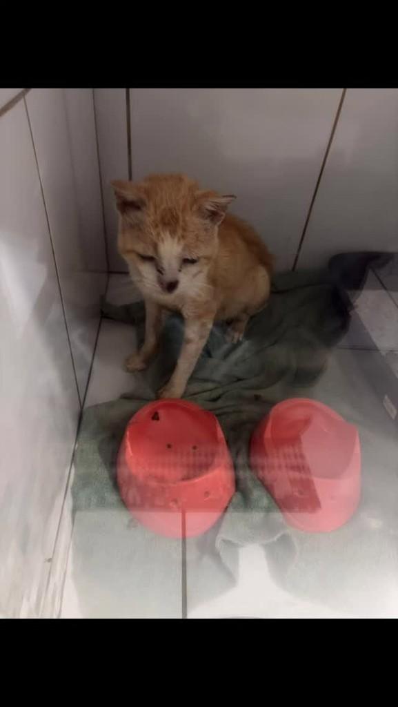 Apel0, gato de porte pequeno para adoção em Areado - MG