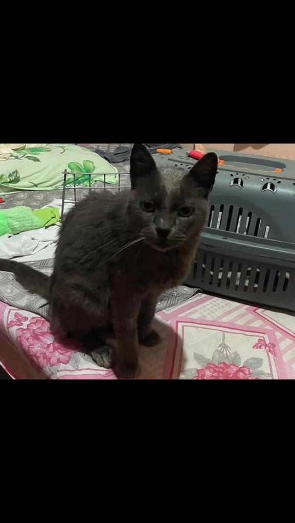 Ninho, gato para adoção em Areado - MG