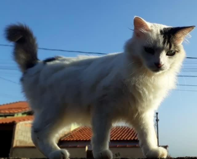 Princesa, gata de porte médio para adoção em Areado - MG