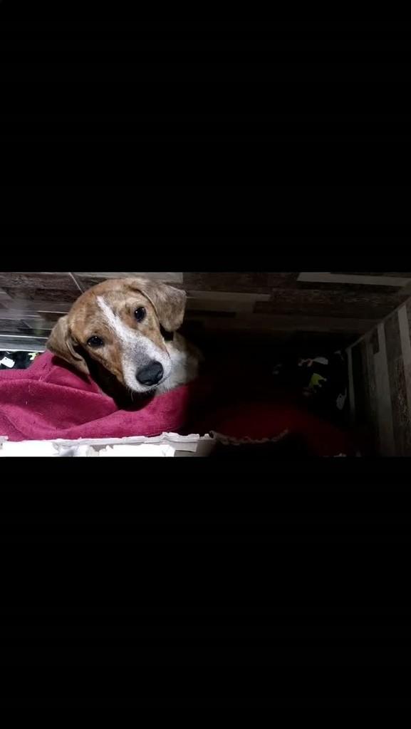 Bruninho, cachorro de porte pequeno para adoção em Areado - MG