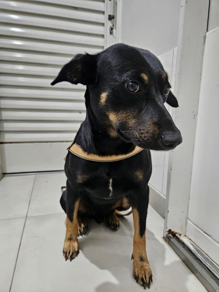 Pretinho, cachorro de porte pequeno para adoção em Jacuí - MG