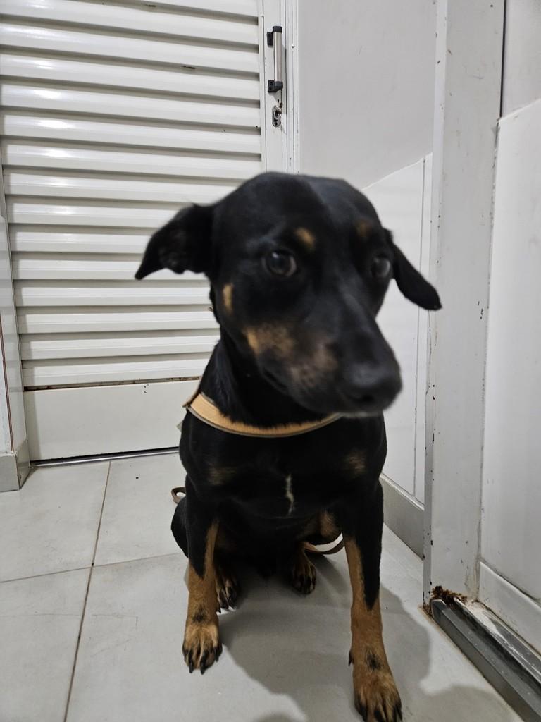 Pretinho, cachorro de porte pequeno para adoção em Jacuí - MG — foto 2 de 3