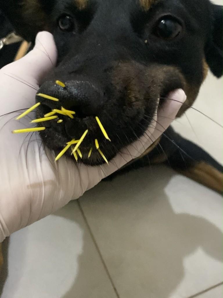Pretinho, cachorro de porte pequeno para adoção em Jacuí - MG — foto 3 de 3