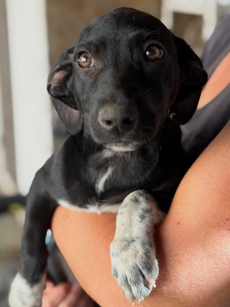 Princesa, cachorro de porte pequeno para adoção em Jequié - BA