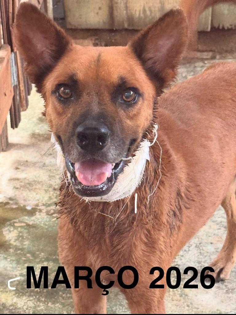 Pescoço, cachorro de porte médio para adoção em Machadinho D'Oeste - RO