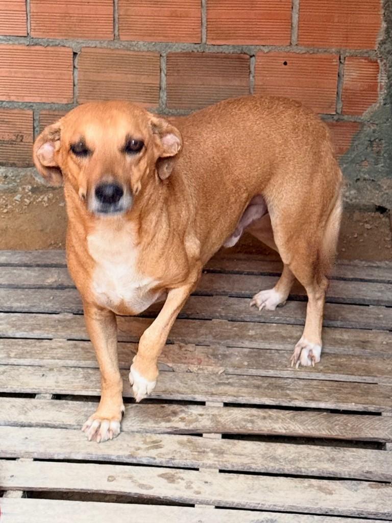 Patinha, cachorro de porte pequeno para adoção em Machadinho D'Oeste - RO