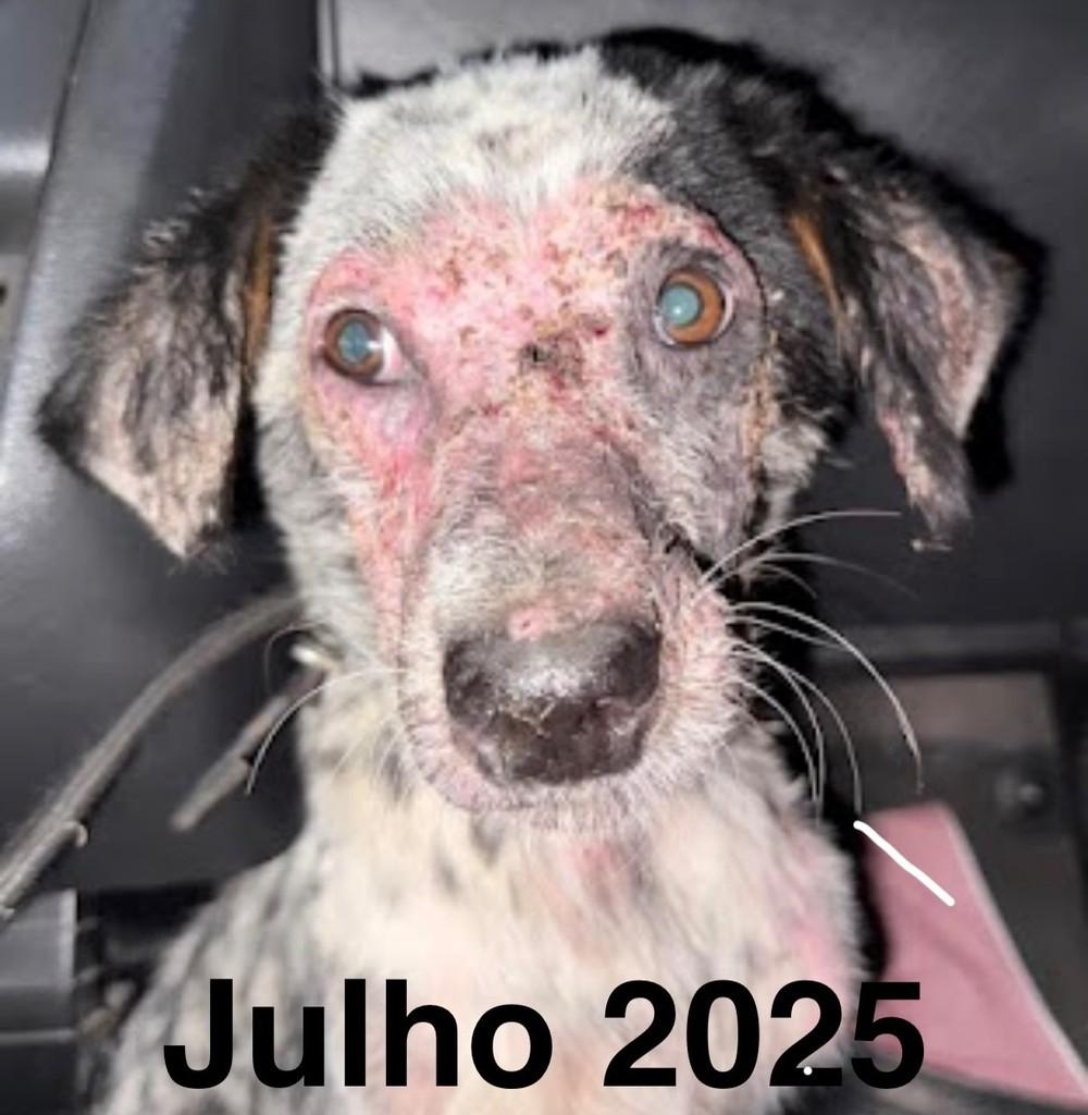 Sargento, cachorro de porte médio para adoção em Machadinho D'Oeste - RO