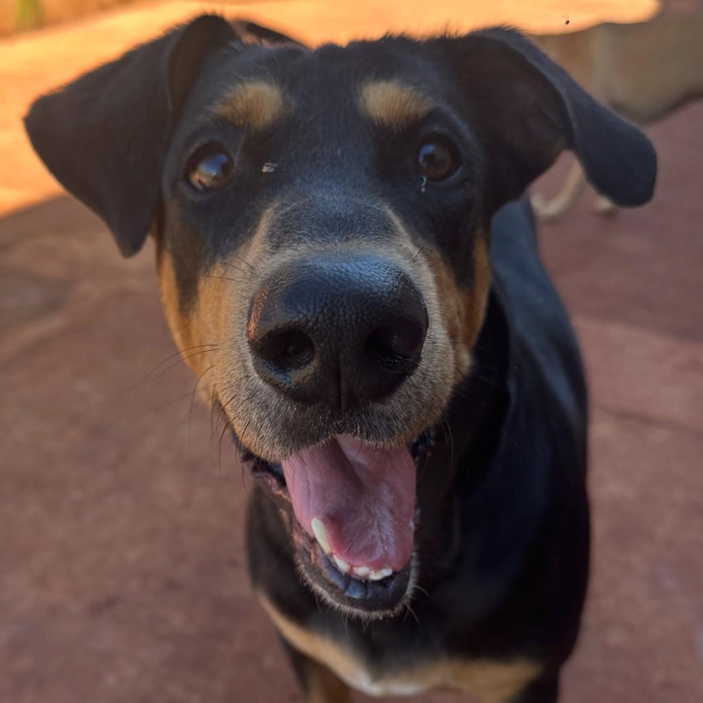 Billy, cachorro de porte médio para adoção em Ribeirão Preto - SP