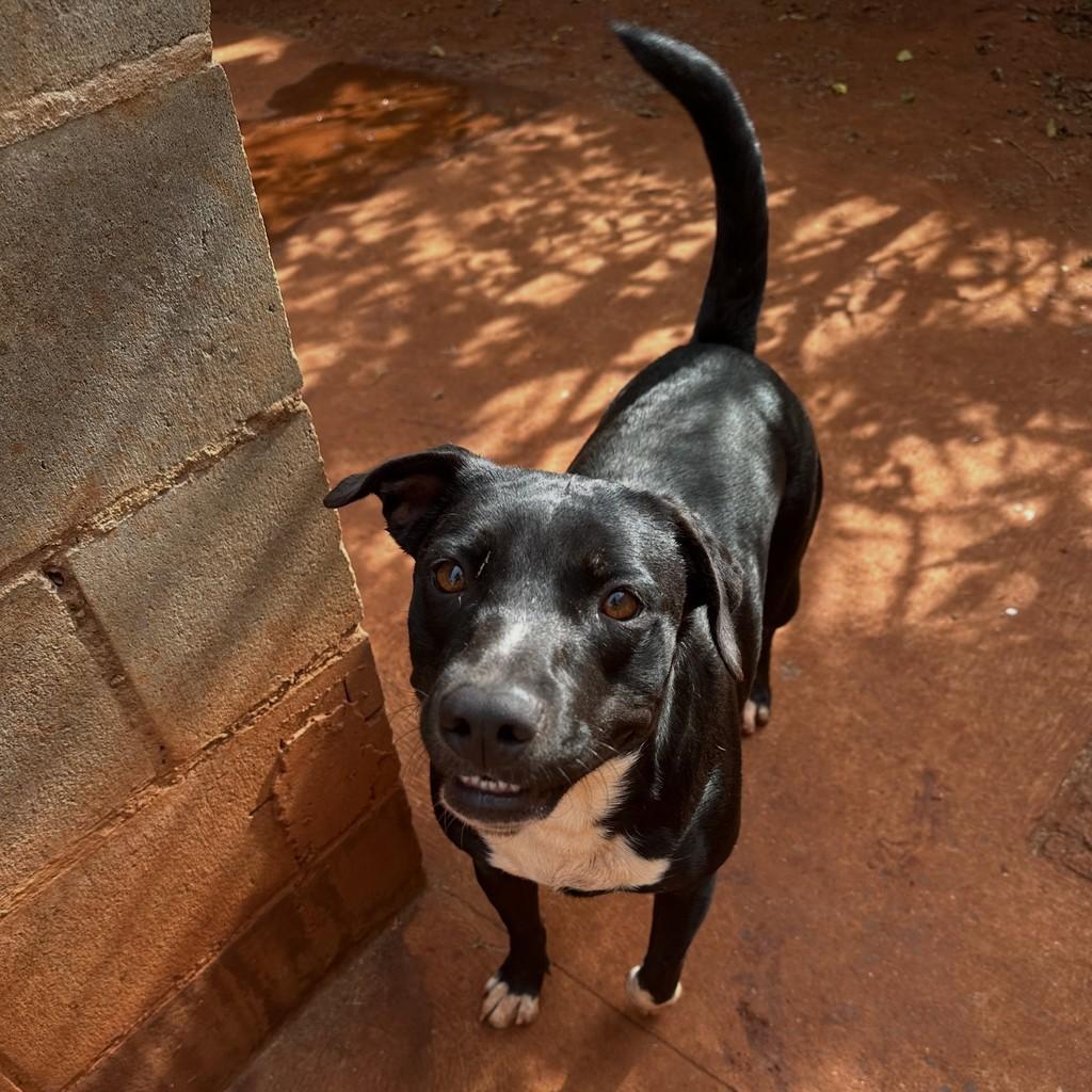 Molly, cadela de porte médio para adoção em Ribeirão Preto - SP