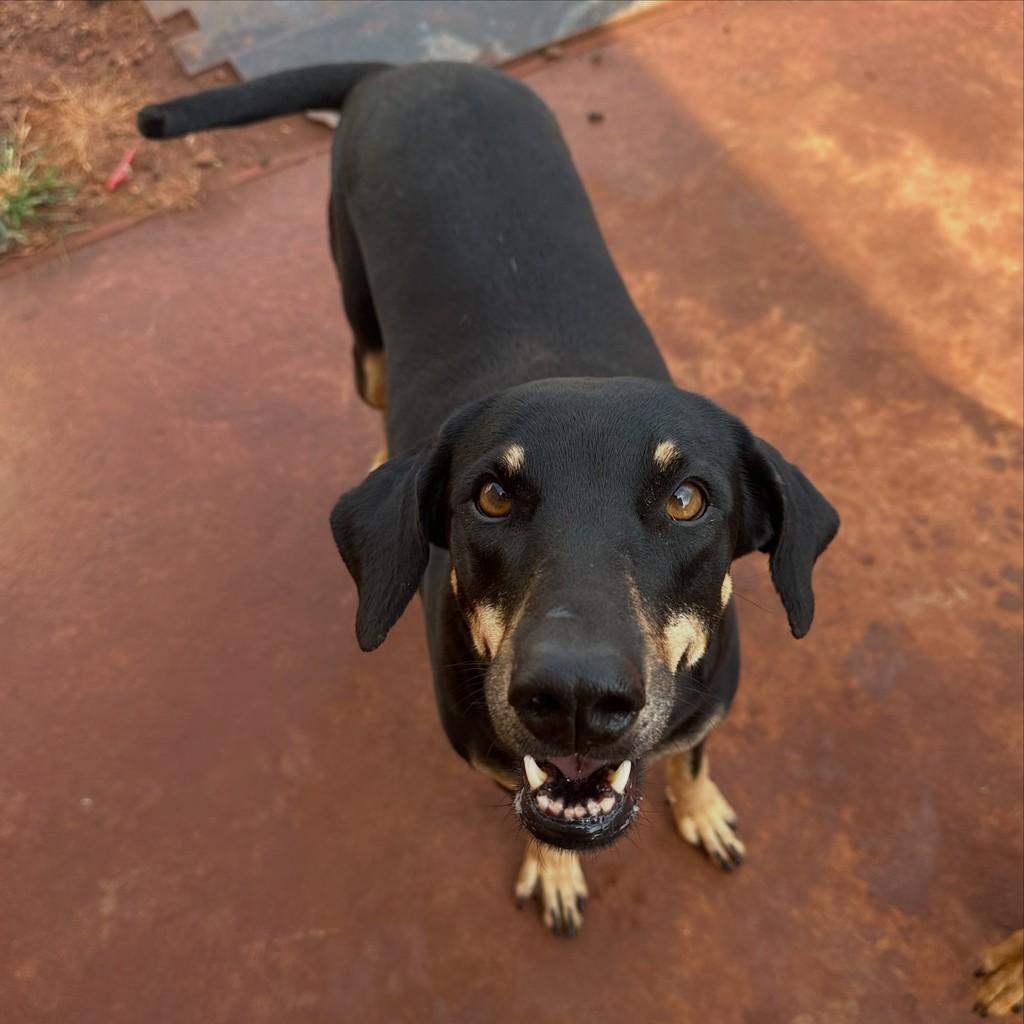 Madalena, cadela de porte médio para adoção em Ribeirão Preto - SP