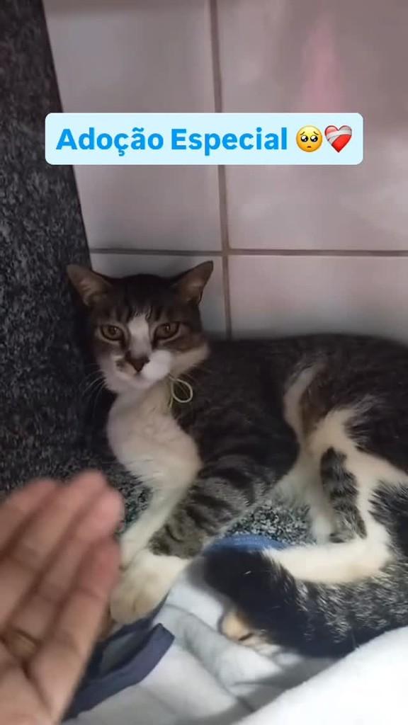 Luizinho, gato de porte pequeno para adoção em Campo Grande - MS