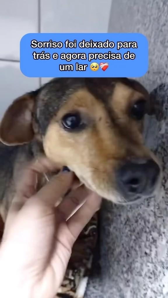 Sorriso, cachorro de porte pequeno para adoção em Sorriso - MT