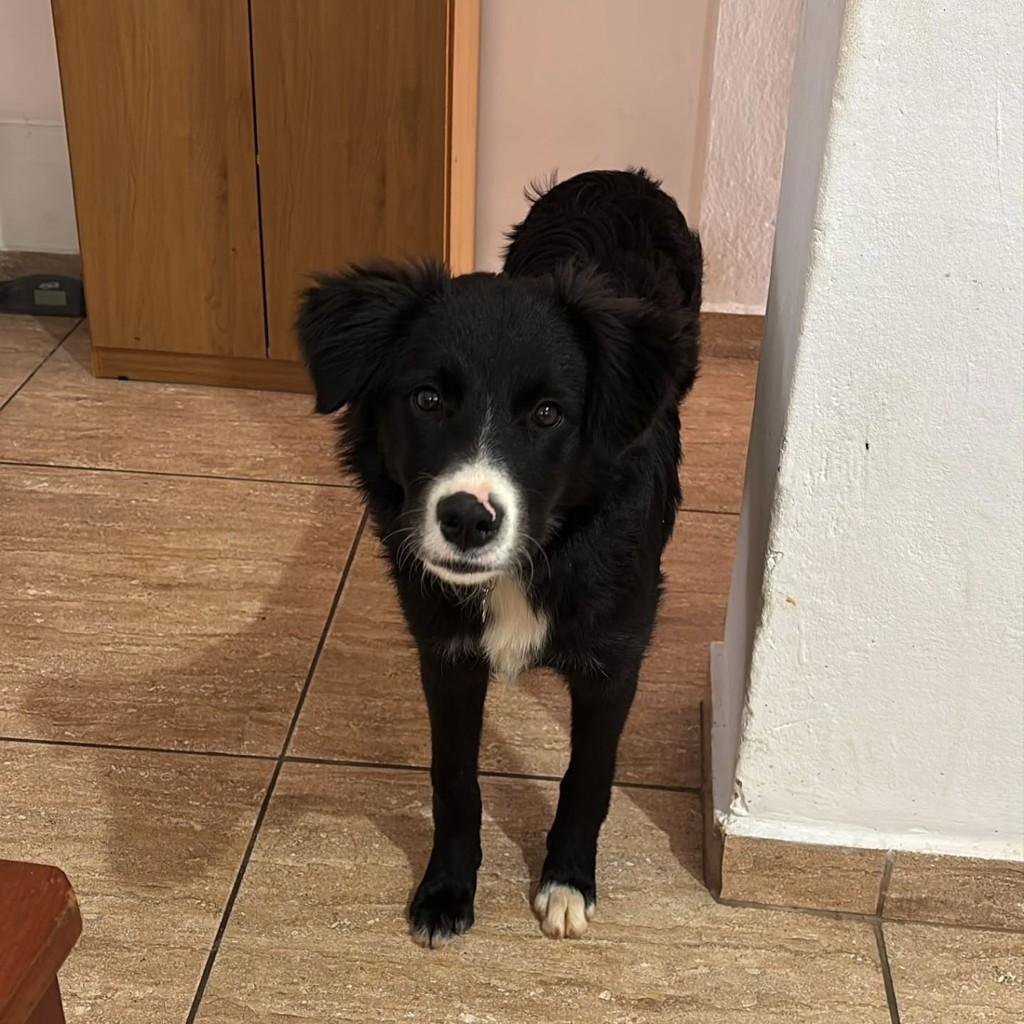 Luki, cachorro de porte médio para adoção em Boituva - SP