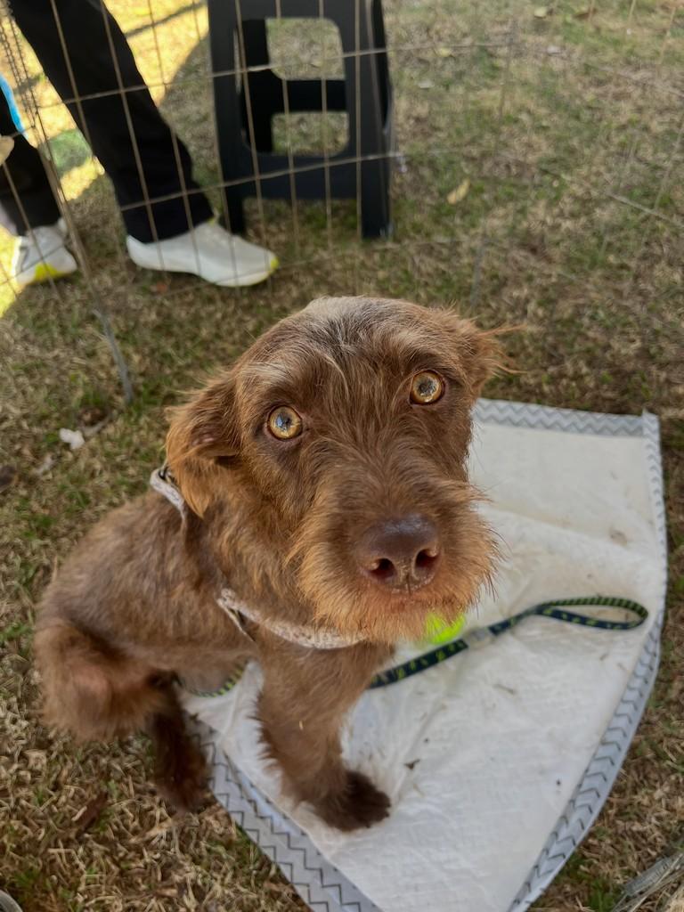 Toddy, cachorro de porte pequeno para adoção em Boituva - SP