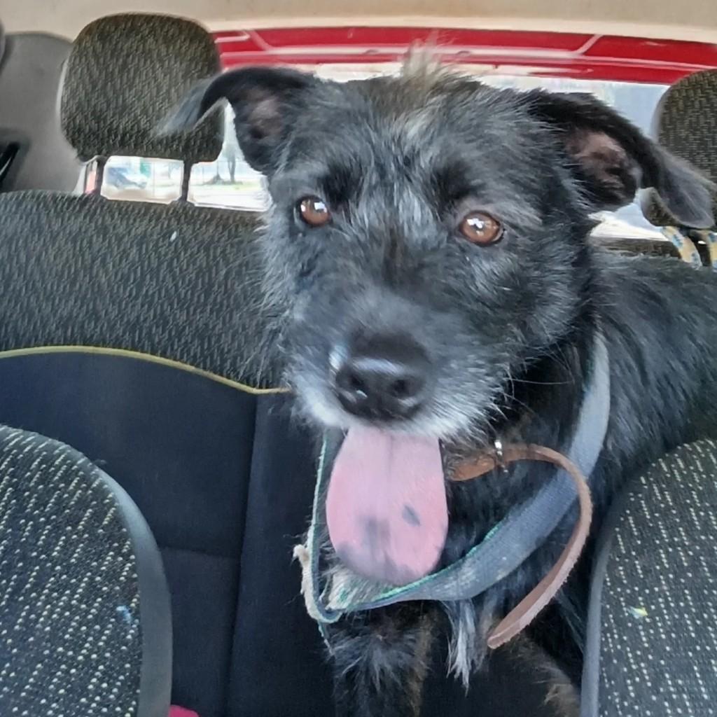 Fiapo, cadela de porte pequeno para adoção em Cascavel - PR