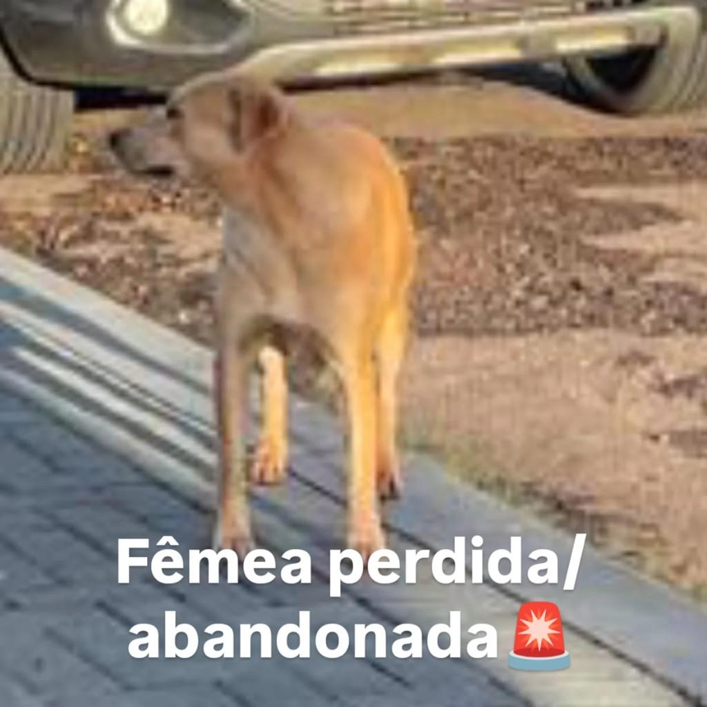 Cachorra, cadela de porte médio para adoção em Cascavel - PR