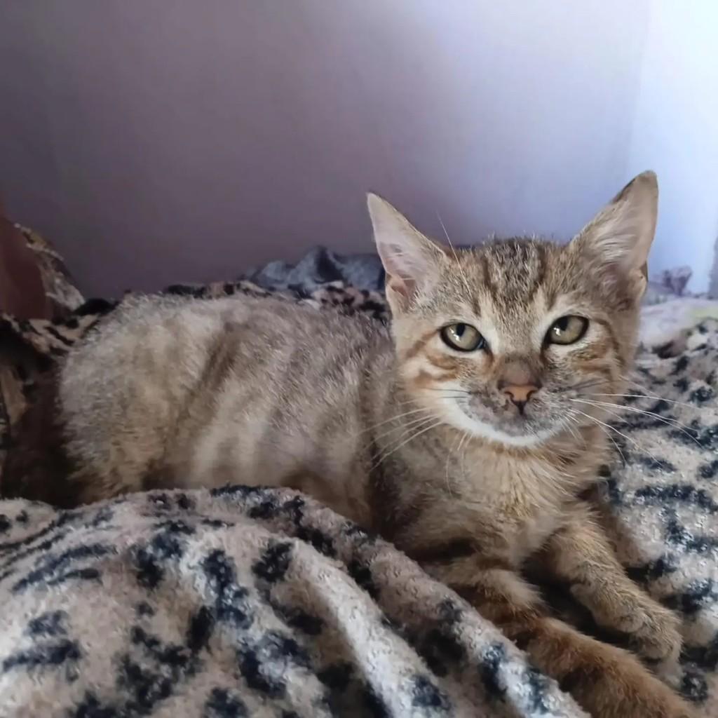 Tigrinho, gato de porte pequeno para adoção em Cascavel - PR