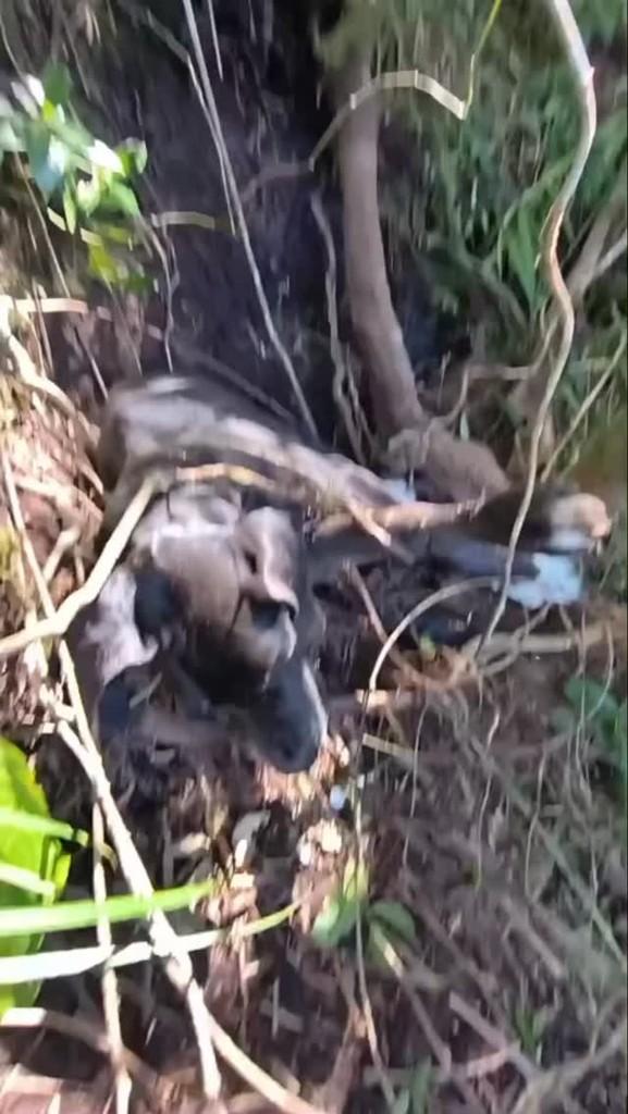 Nicolau, cachorro de porte grande para adoção em São José dos Campos - SP