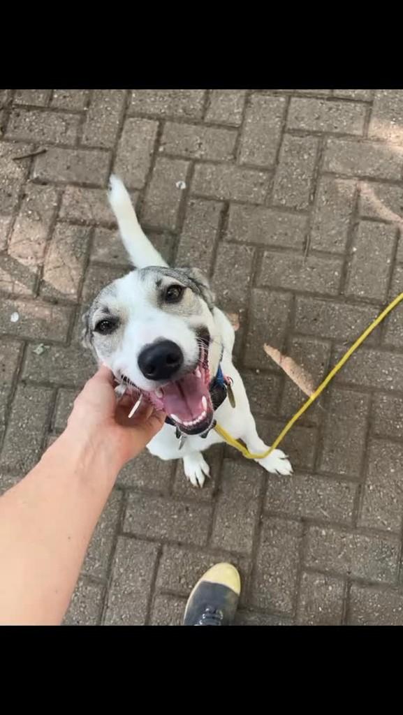 Malu, cadela de porte pequeno para adoção em São Paulo - SP