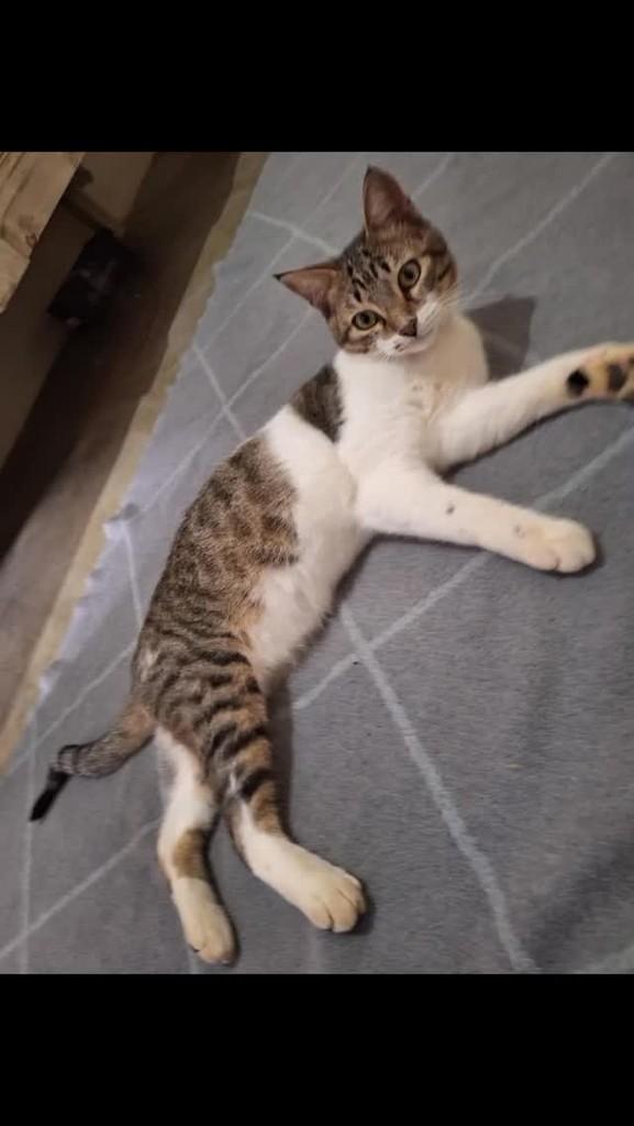 Bigode, gato de porte médio para adoção em São José dos Campos - SP