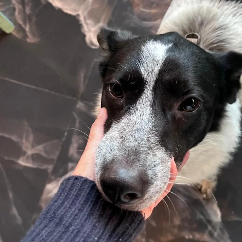 Lobinho, cachorro de porte médio para adoção em São Paulo - SP