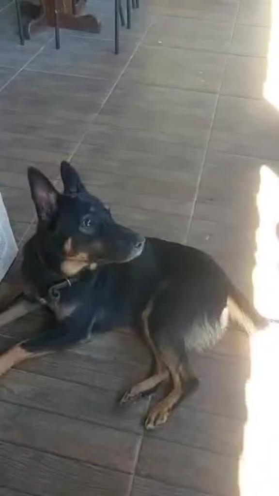 Mufasa, cachorro de porte médio para adoção em Monteiro - PB