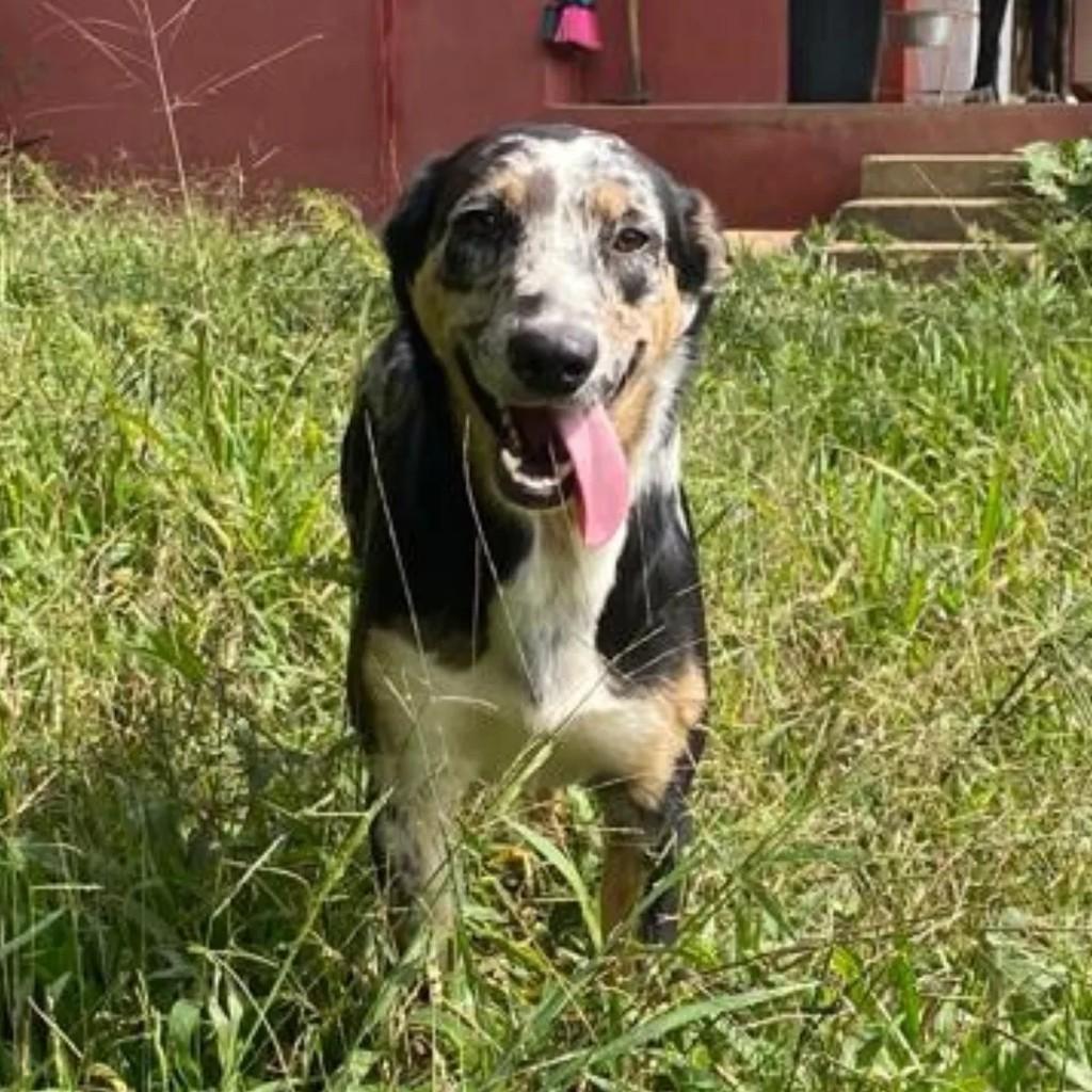 Comanche, cachorro de porte médio para adoção em São Paulo - SP
