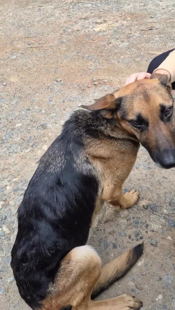 Sabrina, cadela de porte pequeno para adoção em São José dos Campos - SP