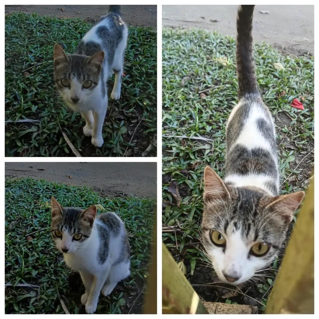 Lindinho, gato de porte pequeno para adoção em São José dos Campos - SP