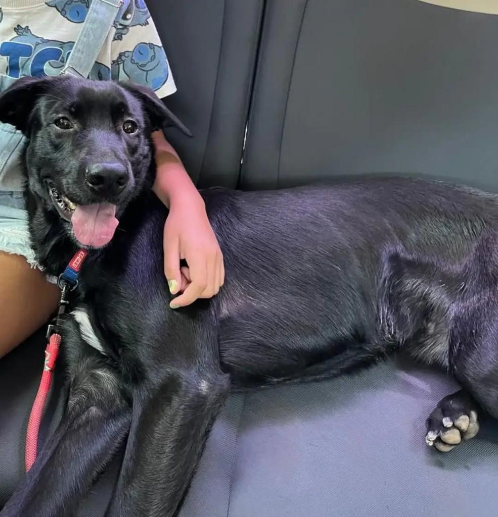 Martim, cachorro de porte médio para adoção em São José dos Campos - SP