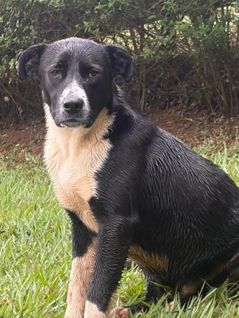 Dominó, cachorro de porte médio para adoção em São José dos Campos - SP