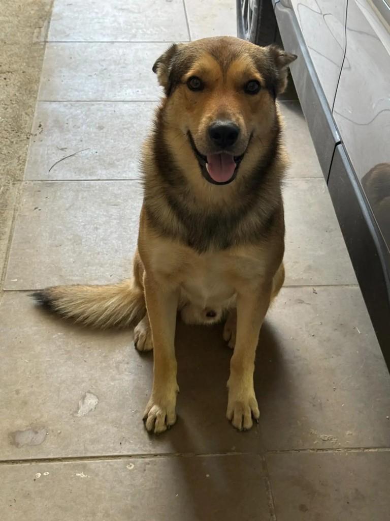 Bento, cachorro de porte médio para adoção em São José dos Campos - SP