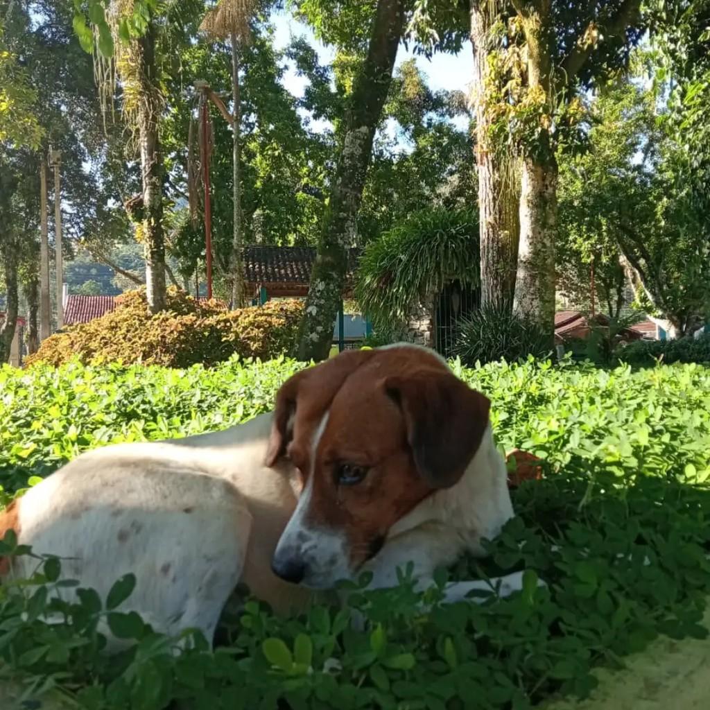 Bethoven, cachorro de porte médio para adoção em São José dos Campos - SP