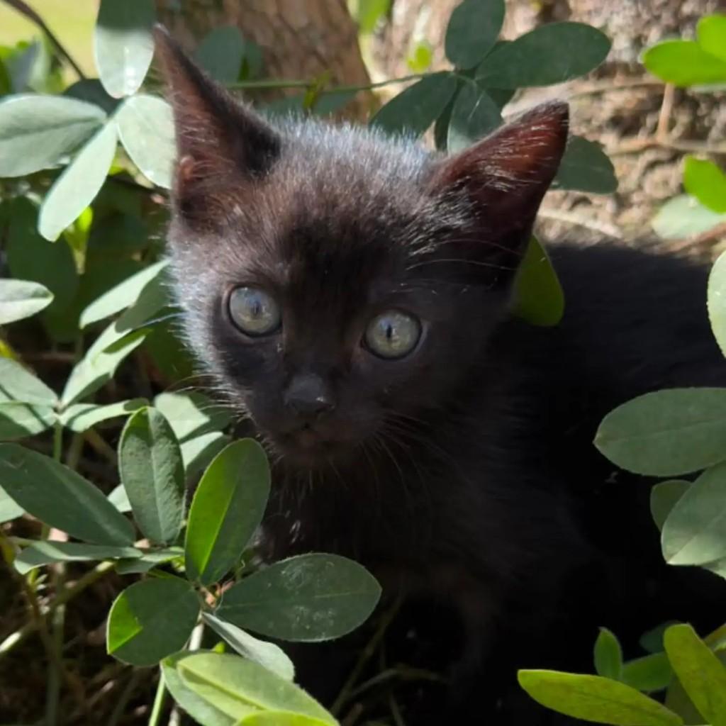 Nenezinha, gata de porte pequeno para adoção em São Paulo - SP