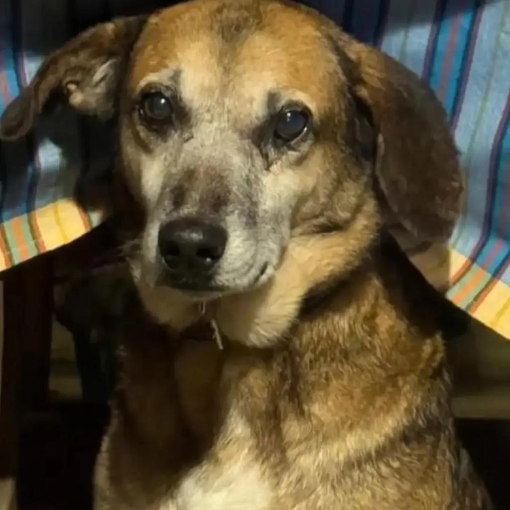 Zé, cachorro de porte médio para adoção em São Paulo - SP