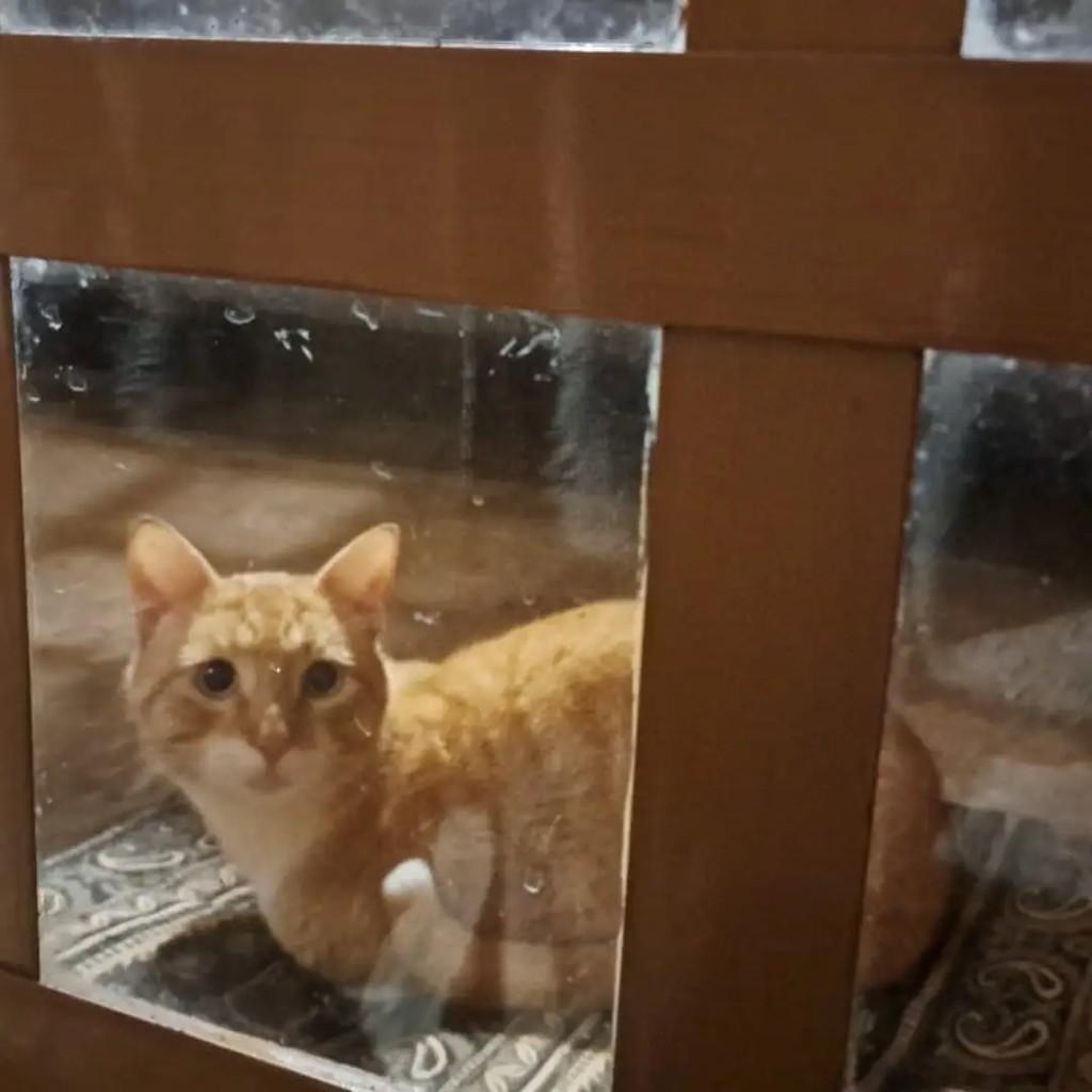 Linguado, gato de porte pequeno para adoção em São José dos Campos - SP