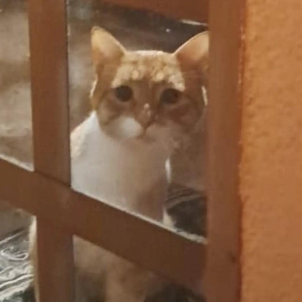 Linguado, gato de porte pequeno para adoção em São José dos Campos - SP — foto 2 de 3