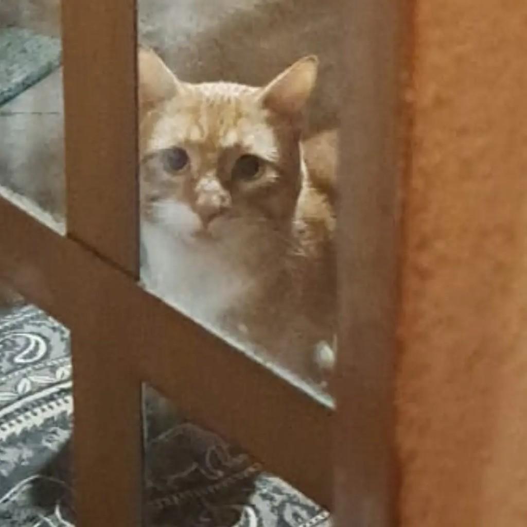 Linguado, gato de porte pequeno para adoção em São José dos Campos - SP — foto 3 de 3