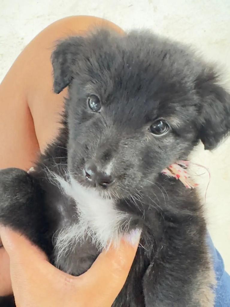 Lara, cadela de porte pequeno para adoção em São José dos Campos - SP