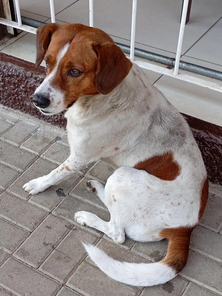 Beethoven, cachorro de porte médio para adoção em São José dos Campos - SP