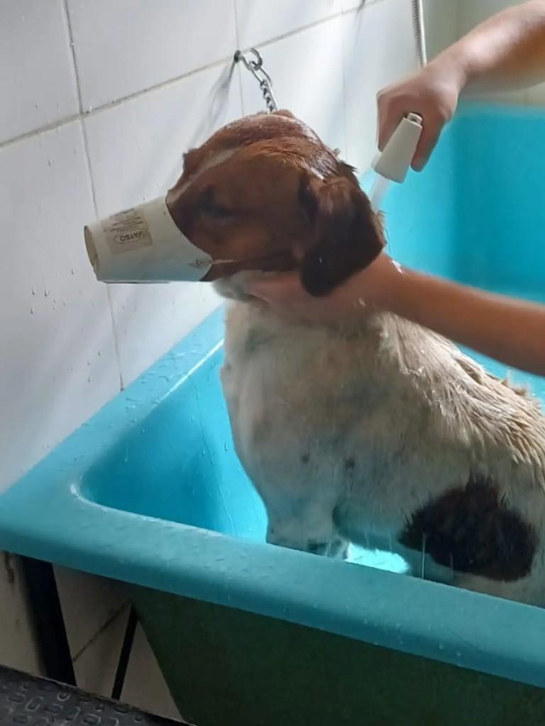 Beethoven, cachorro de porte médio para adoção em São José dos Campos - SP — foto 2 de 3