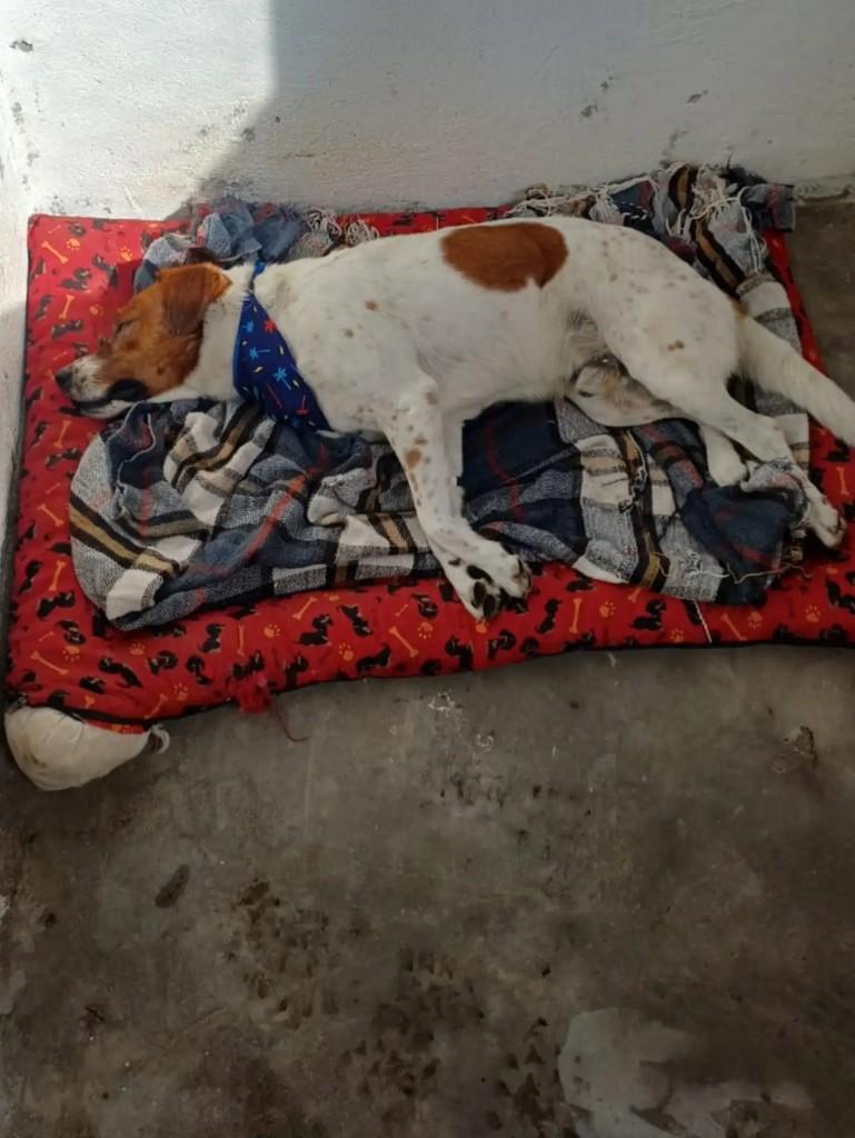 Beethoven, cachorro de porte médio para adoção em São José dos Campos - SP — foto 3 de 3