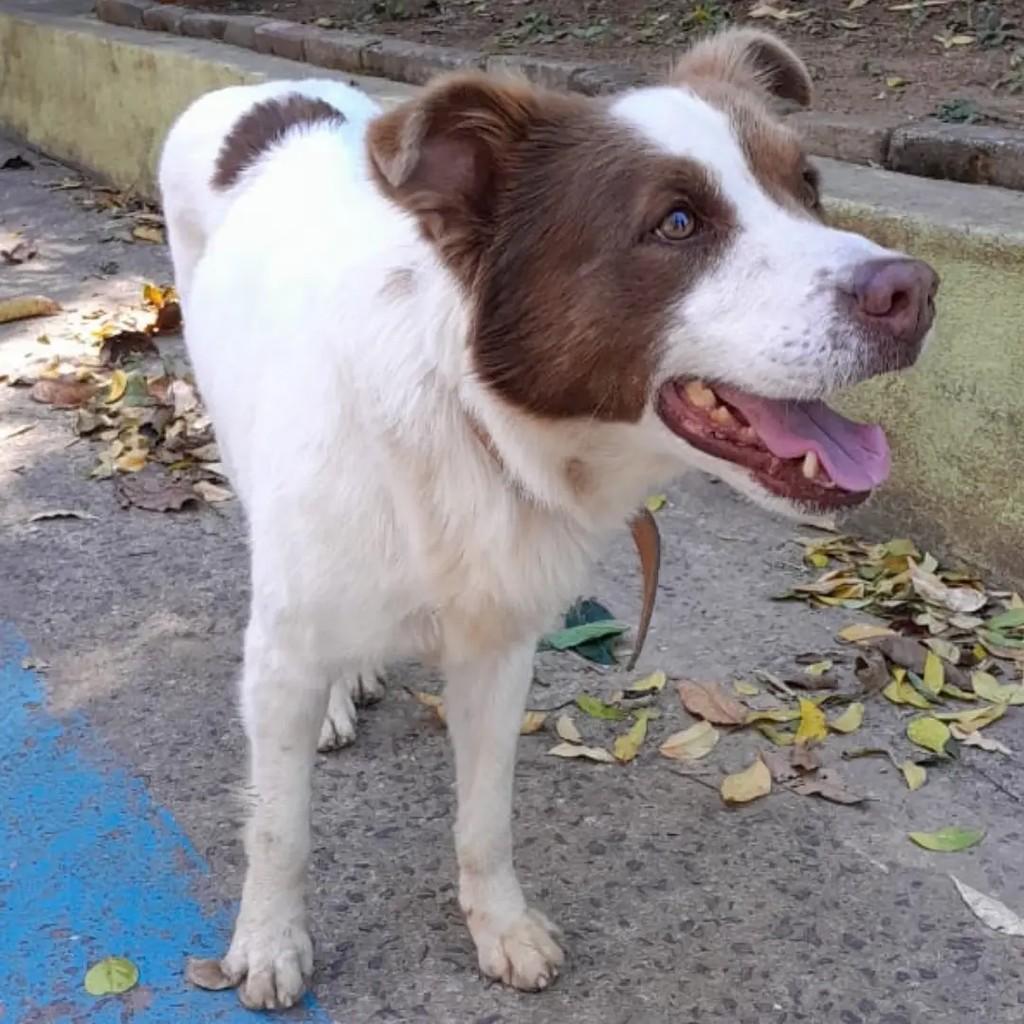 Urso, cachorro de porte médio para adoção em São José dos Campos - SP